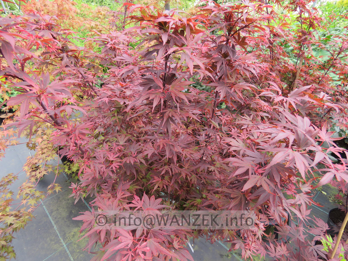 Acer palmatum Shaina 02.JPG